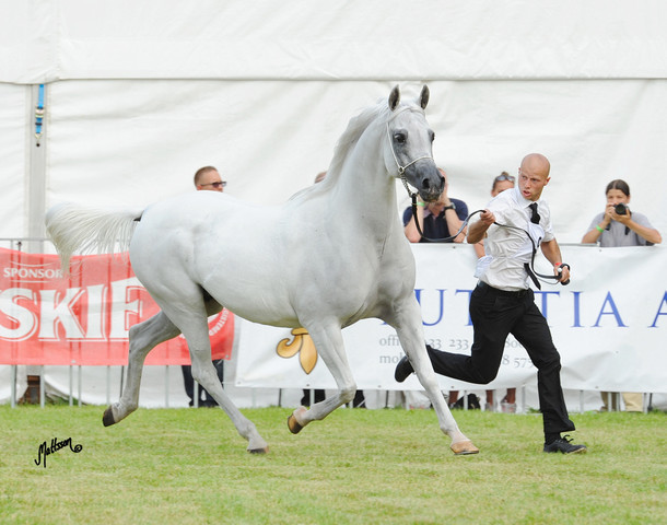 The 2011 Polish National Championships & Pride of Poland Sale