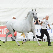 The 2011 Polish National Championships & Pride of Poland Sale