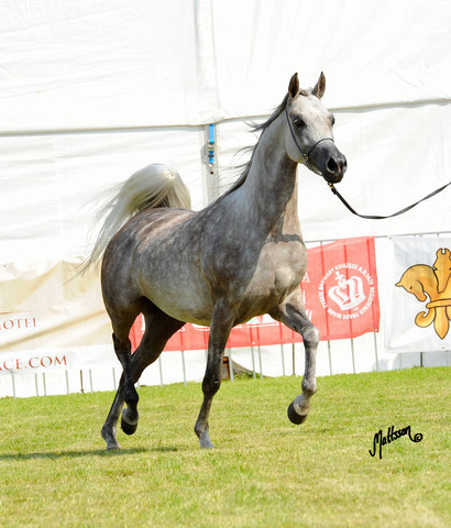 The 2011 Polish National Championships & Pride of Poland Sale