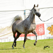 The 2011 Polish National Championships & Pride of Poland Sale