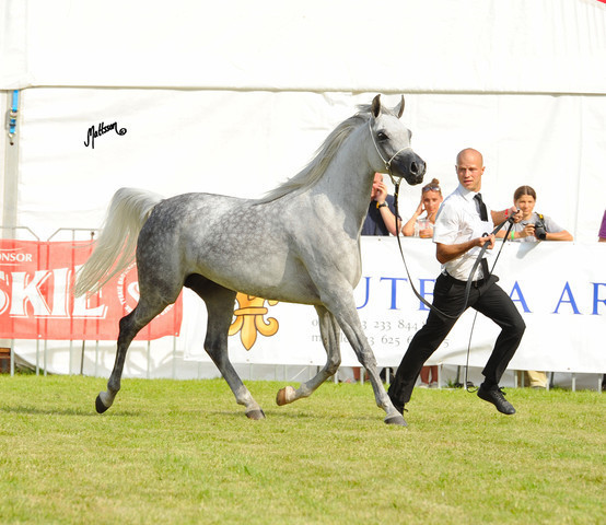 The 2011 Polish National Championships & Pride of Poland Sale