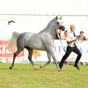 The 2011 Polish National Championships & Pride of Poland Sale