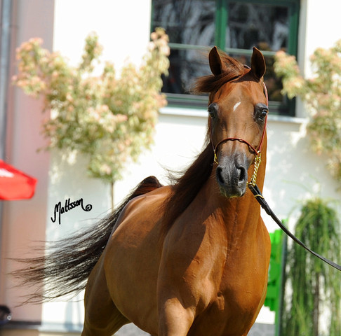 The 2011 Polish National Championships & Pride of Poland Sale
