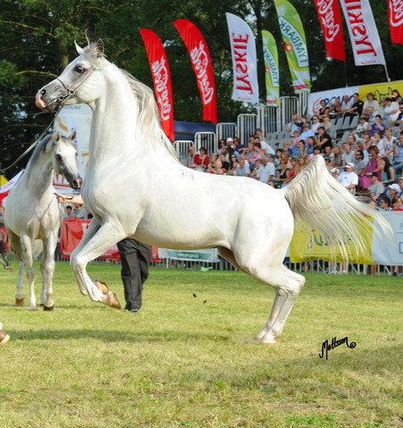 The 2011 Polish National Championships & Pride of Poland Sale