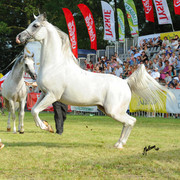 The 2011 Polish National Championships & Pride of Poland Sale