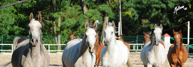 The 2011 Polish National Championships & Pride of Poland Sale