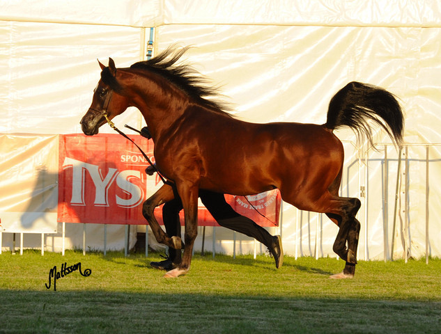 The 2011 Polish National Championships & Pride of Poland Sale