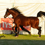 The 2011 Polish National Championships & Pride of Poland Sale