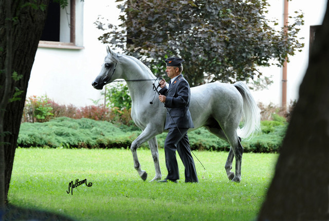 The 2011 Polish National Championships & Pride of Poland Sale