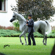 The 2011 Polish National Championships & Pride of Poland Sale