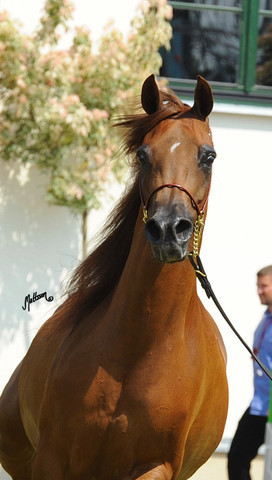 The 2011 Polish National Championships & Pride of Poland Sale