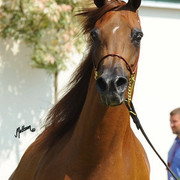 The 2011 Polish National Championships & Pride of Poland Sale