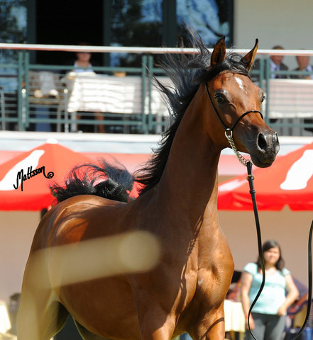 The 2011 Polish National Championships & Pride of Poland Sale
