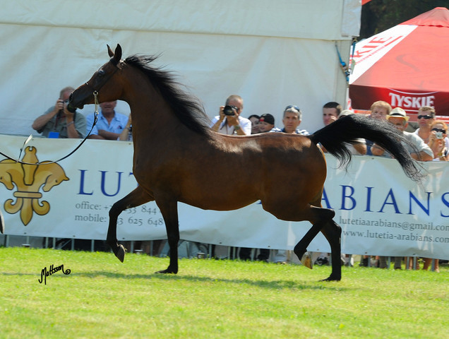 The 2011 Polish National Championships & Pride of Poland Sale