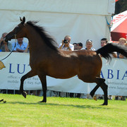 The 2011 Polish National Championships & Pride of Poland Sale
