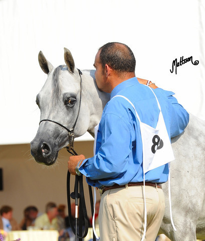 The 2011 Polish National Championships & Pride of Poland Sale