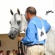The 2011 Polish National Championships & Pride of Poland Sale