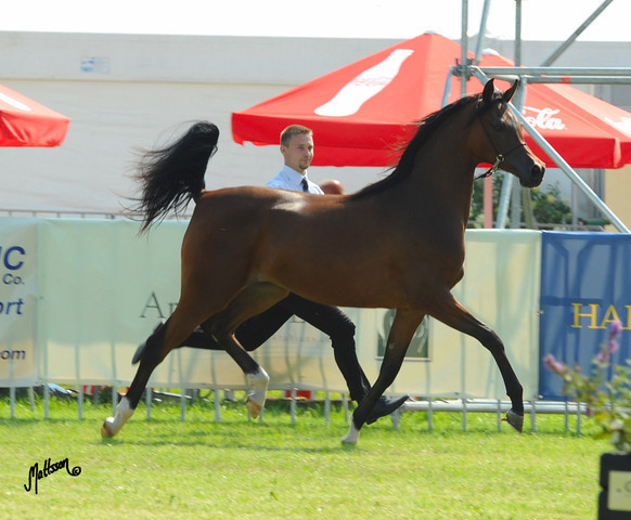 The 2011 Polish National Championships & Pride of Poland Sale