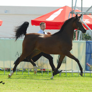 The 2011 Polish National Championships & Pride of Poland Sale