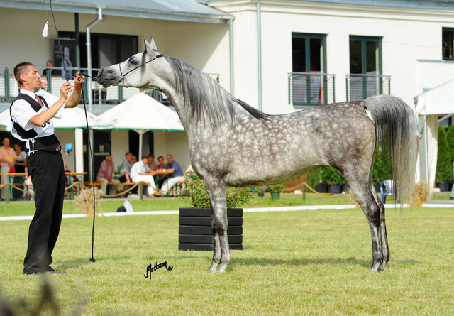 The 2011 Polish National Championships & Pride of Poland Sale