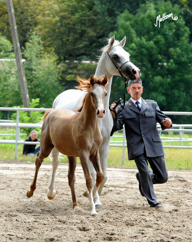 The 2011 Polish National Championships & Pride of Poland Sale