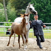 The 2011 Polish National Championships & Pride of Poland Sale