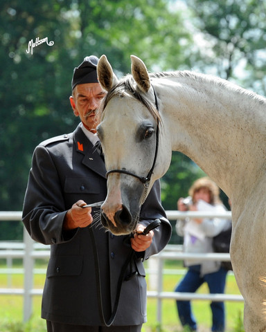 The 2011 Polish National Championships & Pride of Poland Sale
