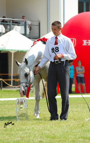 The 2011 Polish National Championships & Pride of Poland Sale