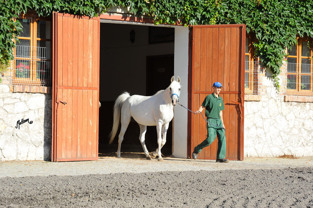 The 2011 Polish National Championships & Pride of Poland Sale