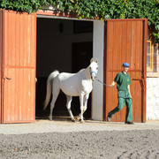 The 2011 Polish National Championships & Pride of Poland Sale