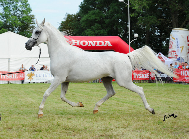 The 2011 Polish National Championships & Pride of Poland Sale