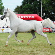The 2011 Polish National Championships & Pride of Poland Sale