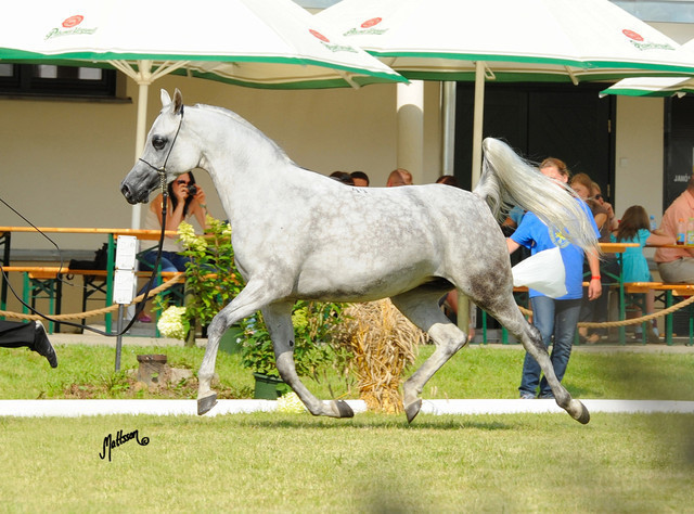 The 2011 Polish National Championships & Pride of Poland Sale