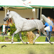 The 2011 Polish National Championships & Pride of Poland Sale