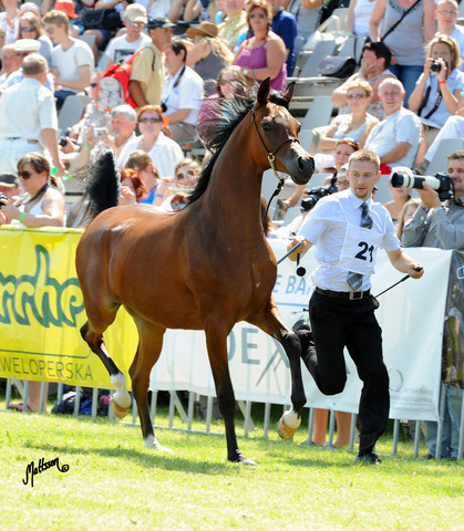 The 2011 Polish National Championships & Pride of Poland Sale