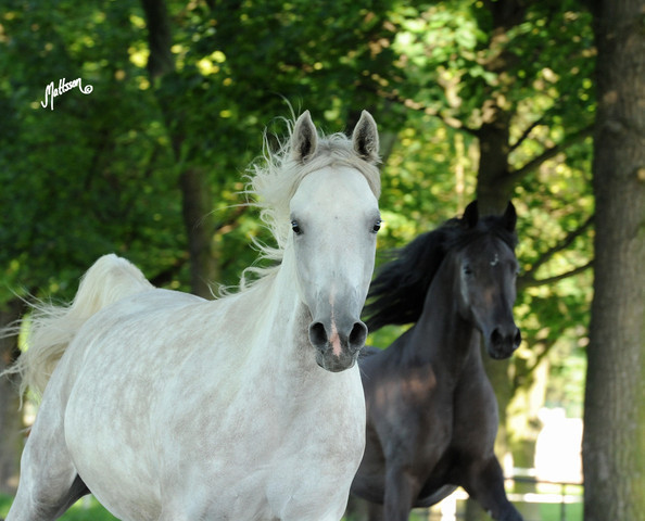 The 2011 Polish National Championships & Pride of Poland Sale