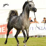 The 2011 Polish National Championships & Pride of Poland Sale