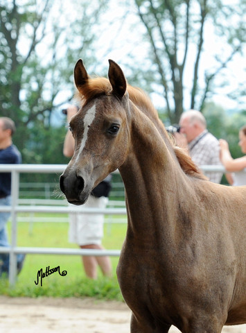 The 2011 Polish National Championships & Pride of Poland Sale