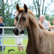 The 2011 Polish National Championships & Pride of Poland Sale