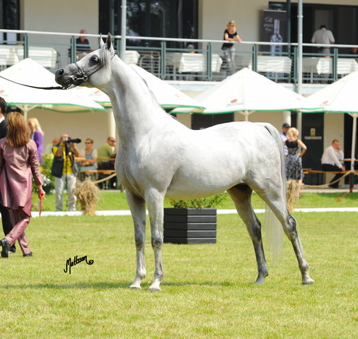The 2011 Polish National Championships & Pride of Poland Sale