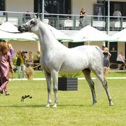 The 2011 Polish National Championships & Pride of Poland Sale