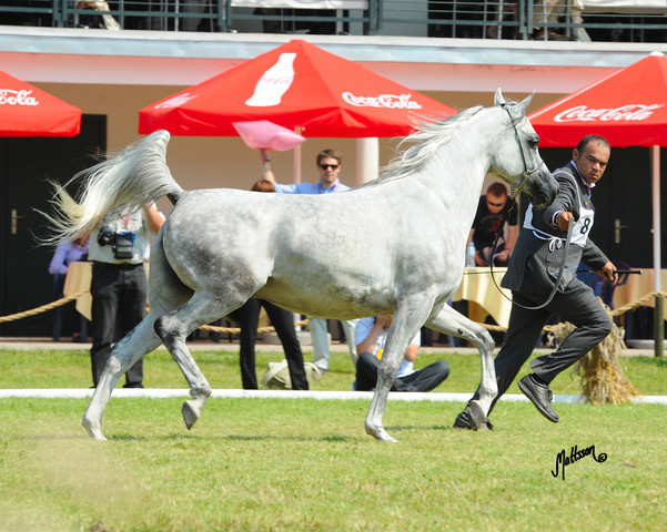 The 2011 Polish National Championships & Pride of Poland Sale