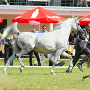 The 2011 Polish National Championships & Pride of Poland Sale