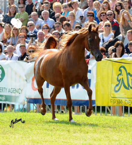 The 2011 Polish National Championships & Pride of Poland Sale