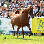 The 2011 Polish National Championships & Pride of Poland Sale
