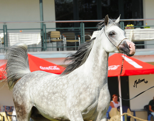 The 2011 Polish National Championships & Pride of Poland Sale