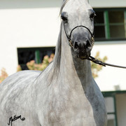 The 2011 Polish National Championships & Pride of Poland Sale
