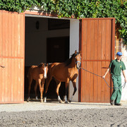 The 2011 Polish National Championships & Pride of Poland Sale