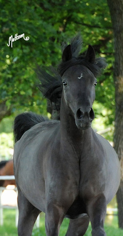 The 2011 Polish National Championships & Pride of Poland Sale