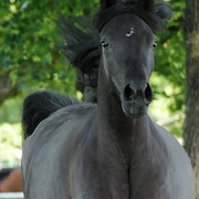 The 2011 Polish National Championships & Pride of Poland Sale